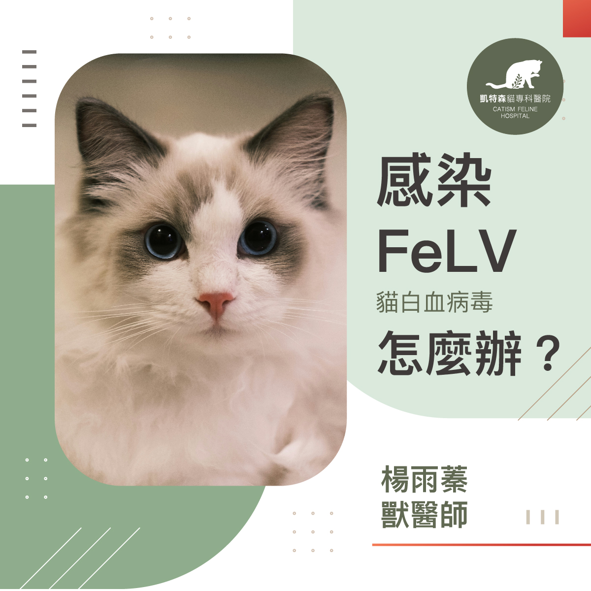 居家按摩: 與貓咪的溫暖陪伴-梁明哲 獸醫師