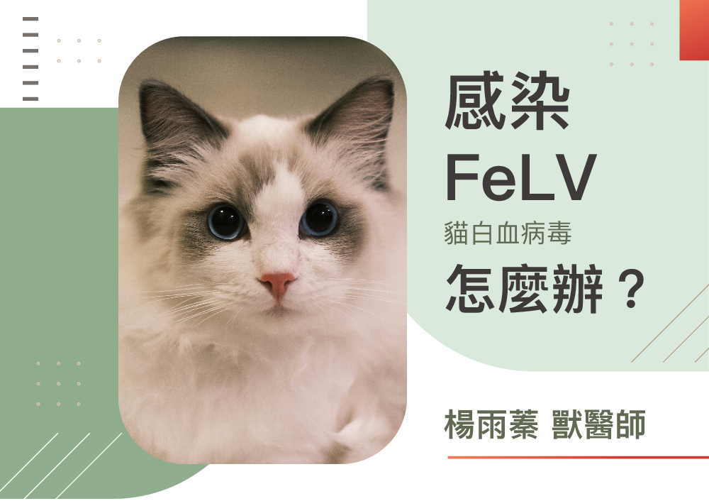 感染FeLV 貓白血病毒-楊雨蓁 獸醫師
