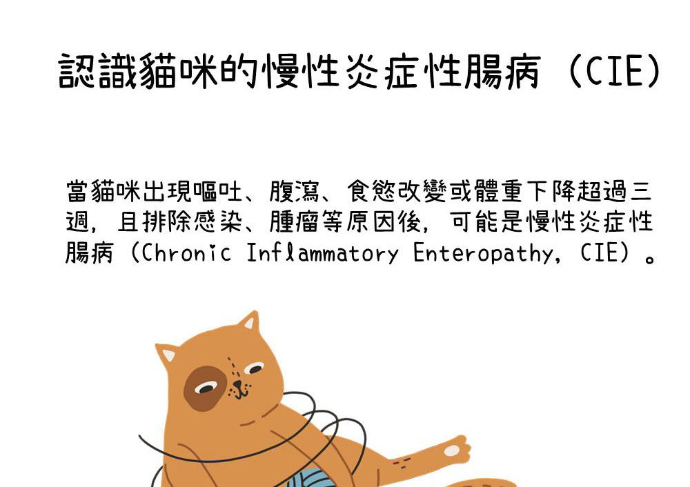 貓的慢性炎症性腸病-林彥仲 獸醫師