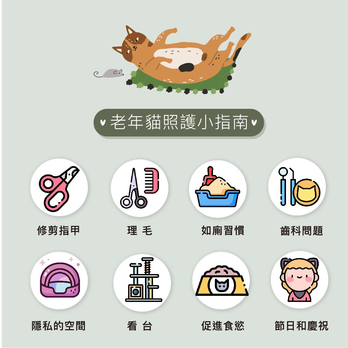 老貓照護小指南