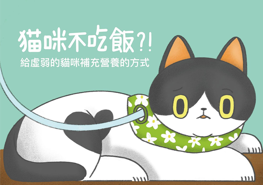貓咪食道餵管介紹與案例分享