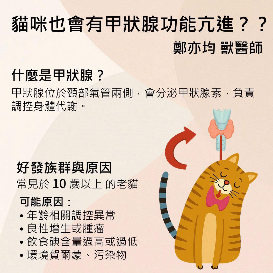 貓甲狀腺功能亢進-鄭亦均 獸醫師