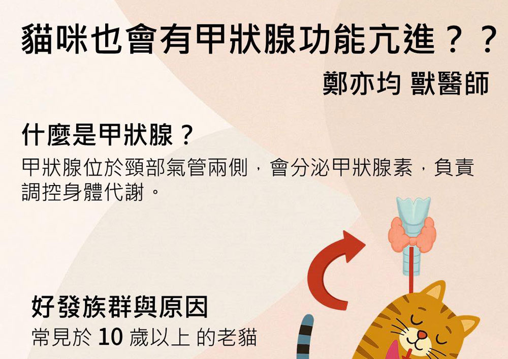 貓甲狀腺功能亢進-鄭亦均 獸醫師