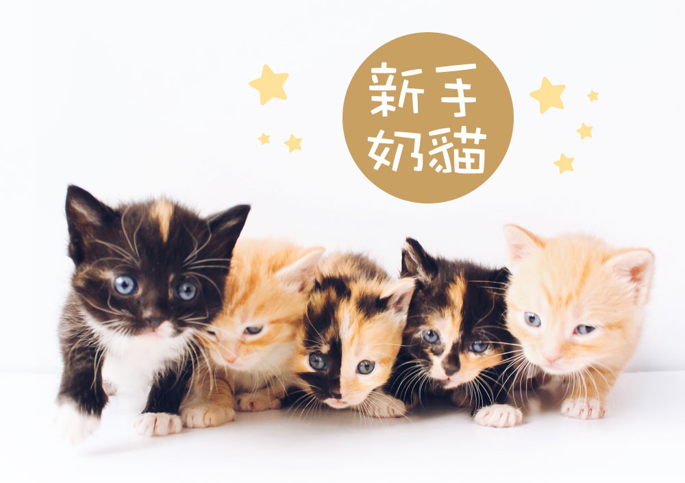 新手奶貓注意事項