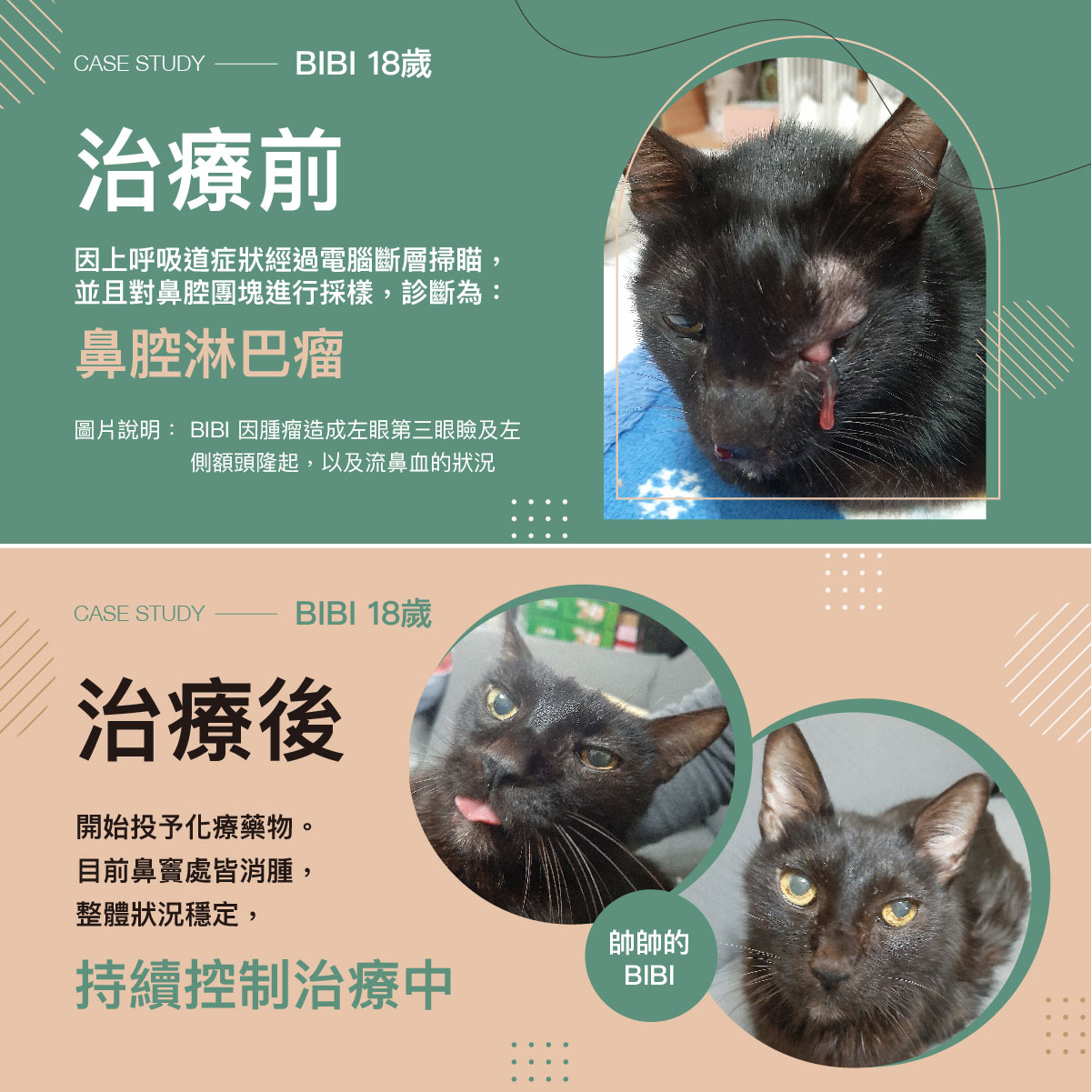 腫瘤案例：貓鼻腔淋巴瘤