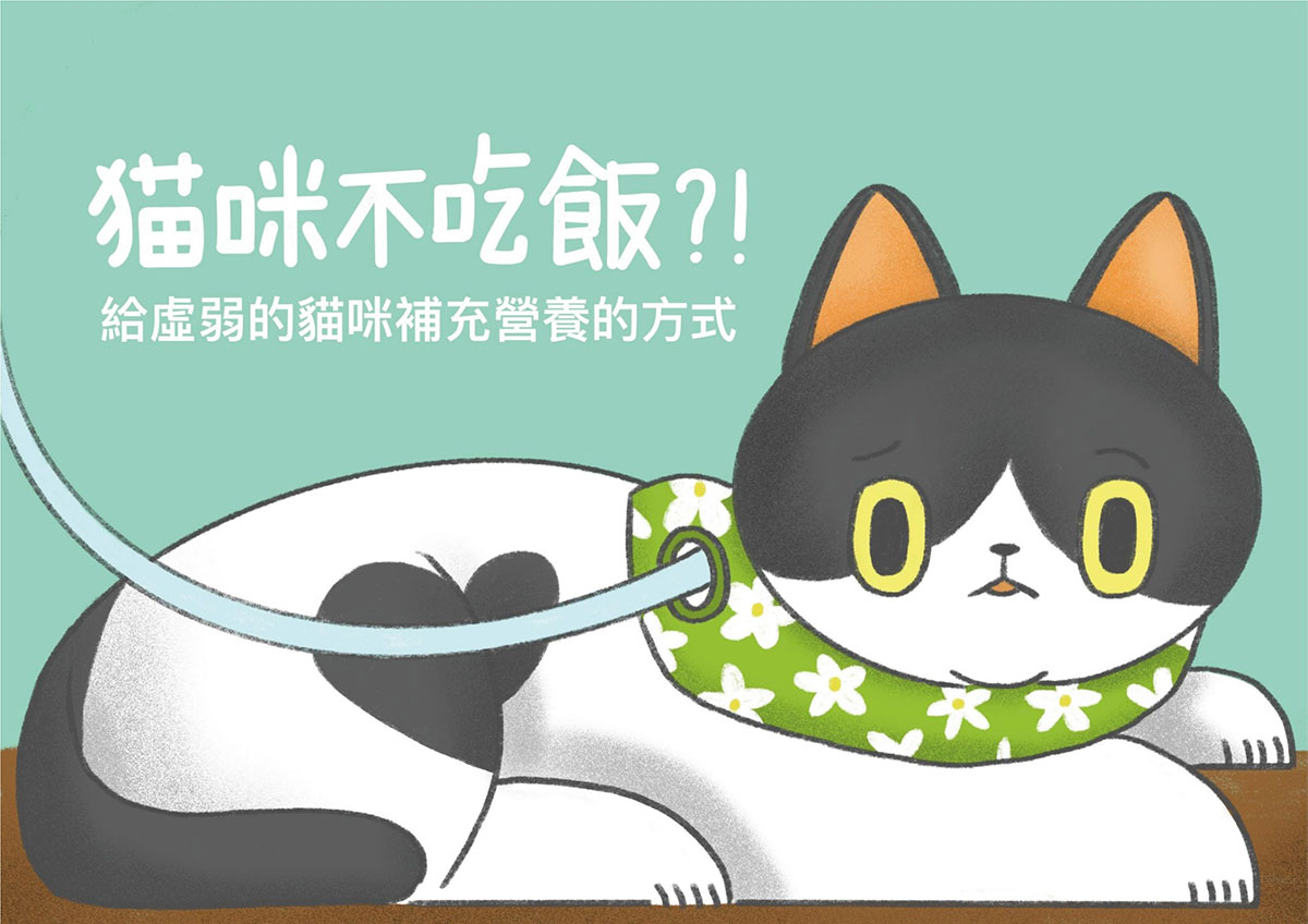 貓咪食道餵管介紹與案例分享